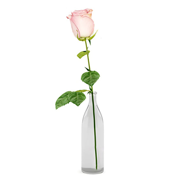 Single Pink Rose