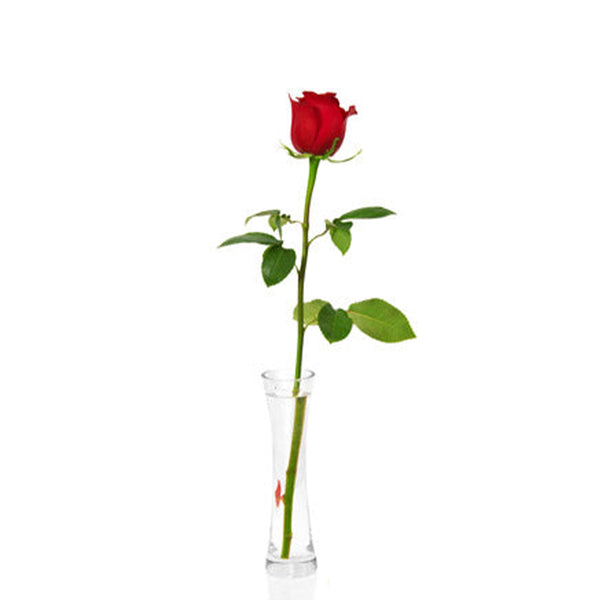 Single Red Rose
