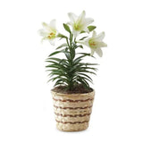 White Lily Plant