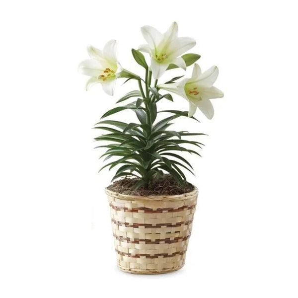 White Lily Plant