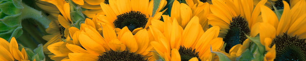 Sunflower Bouquet Online