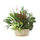 Plants in Garden