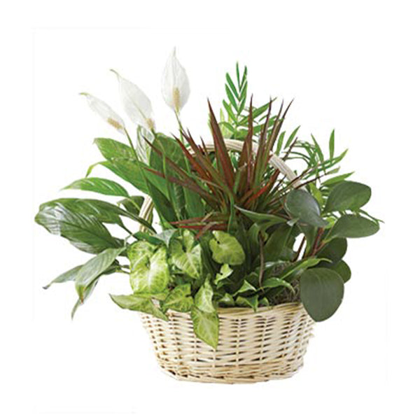 Plants in Garden