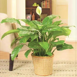 Peace in Lily