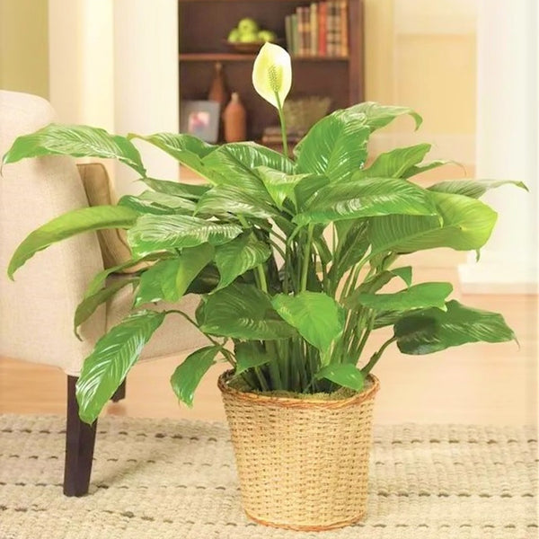 Peace in Lily